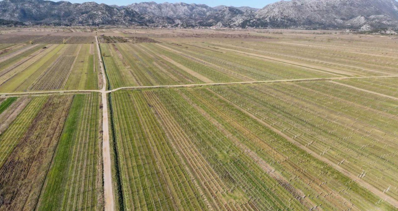 Zajednička inicijativa za zaštitu domaćih vinogradara: Ministarstvo izvijestilo o pojačanim kontrolama prometa grožđa